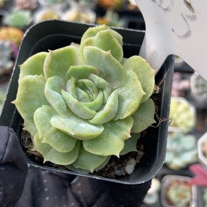 1203昂斯诺石化多肉植物保护