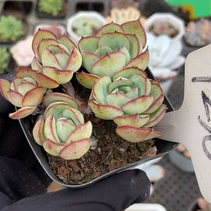 1236牡丹亭多肉植物纤维