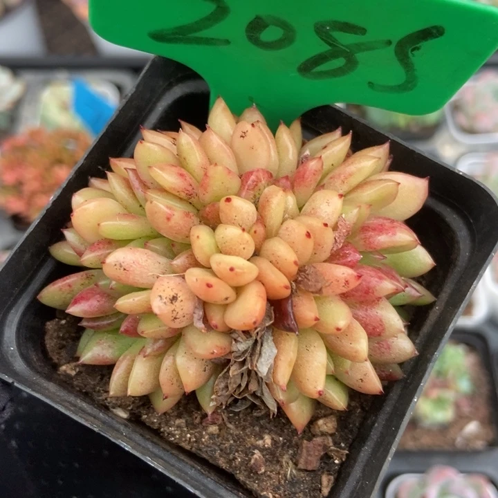 2085红国王缀多肉植物