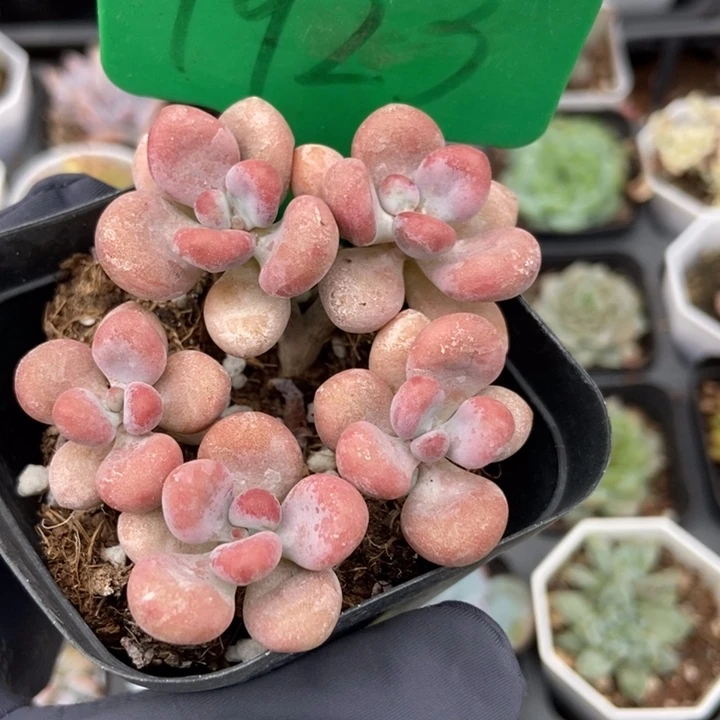 1923桃蛋多肉植物保护
