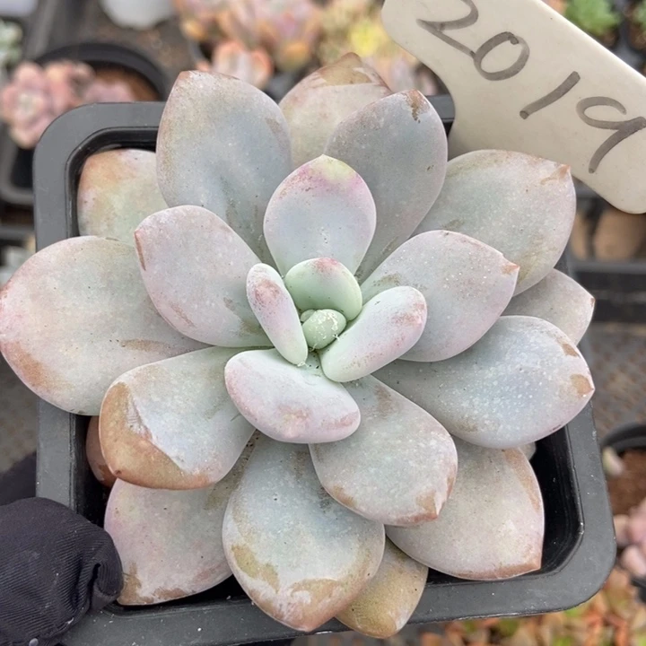 2019粉兔多肉植物