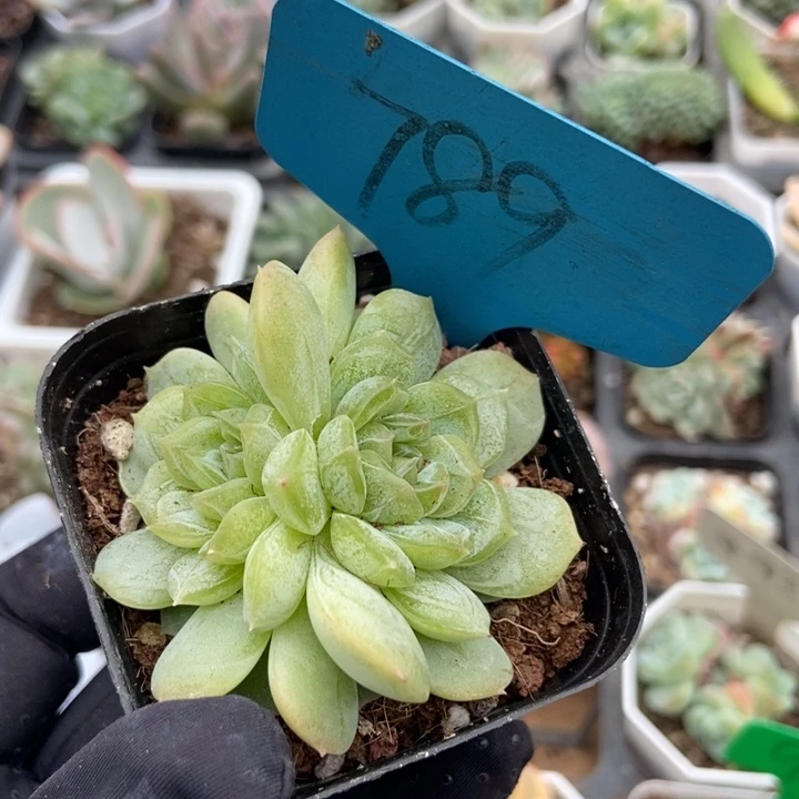 789白恋多肉植物