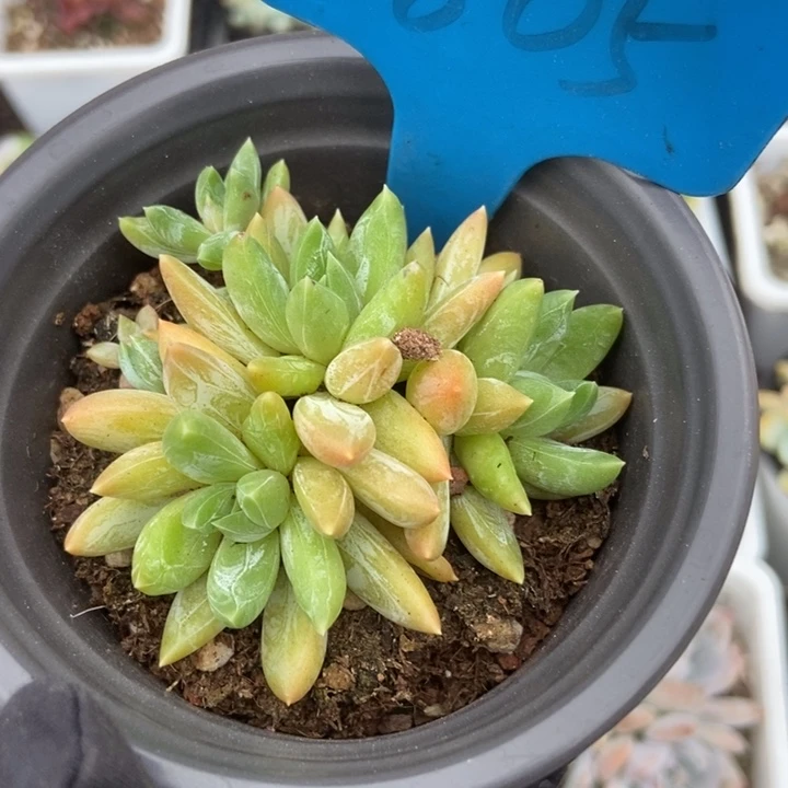 805水晶蟹爪多肉植物
