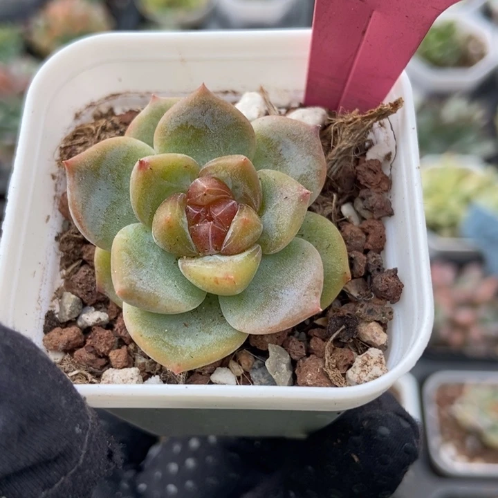 7098糖心冰魄多肉植物