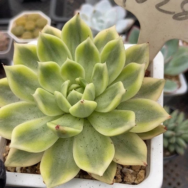 1028蝴蝶飞锦多肉植物保护