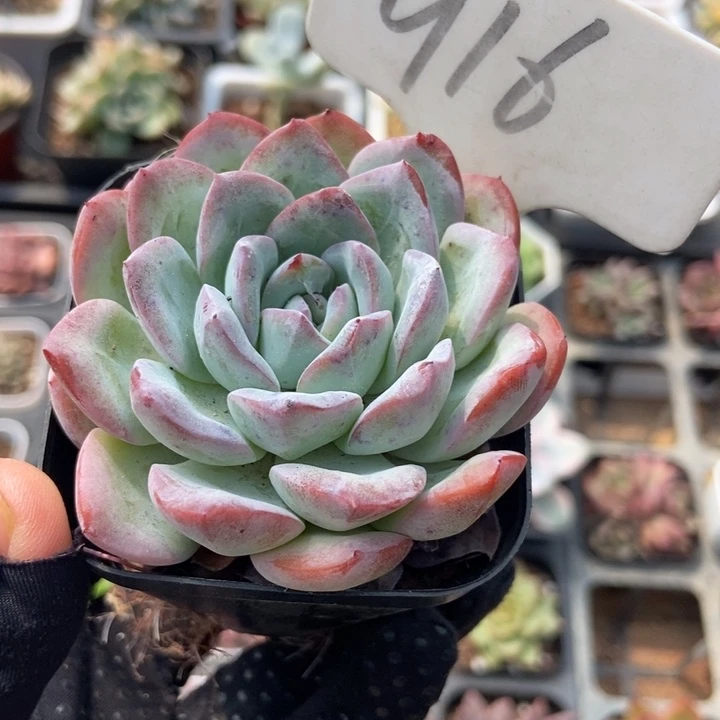 916冰岛多肉植物