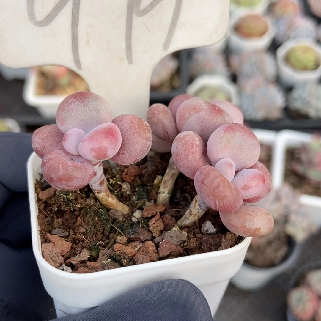 979腰子蛋多肉植物纤维