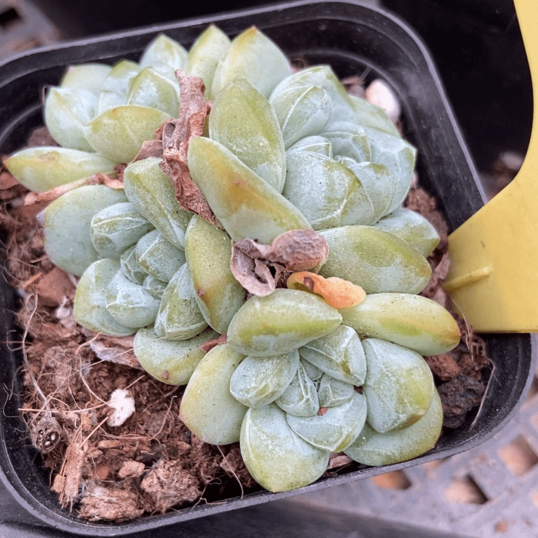 多肉植物翡翠冰玉2056