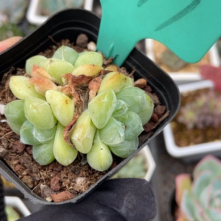 1877冰玉多肉植物