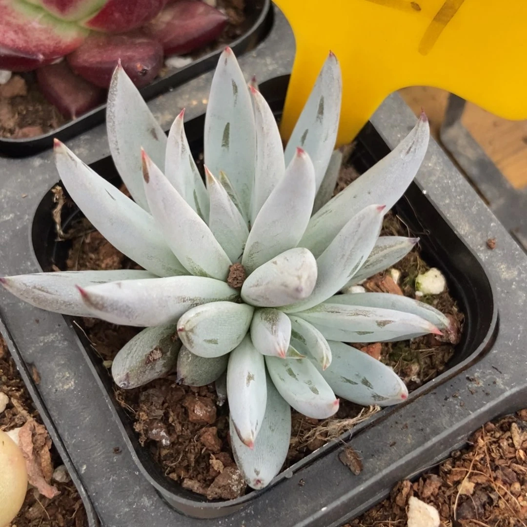 多肉植物磨抓1621