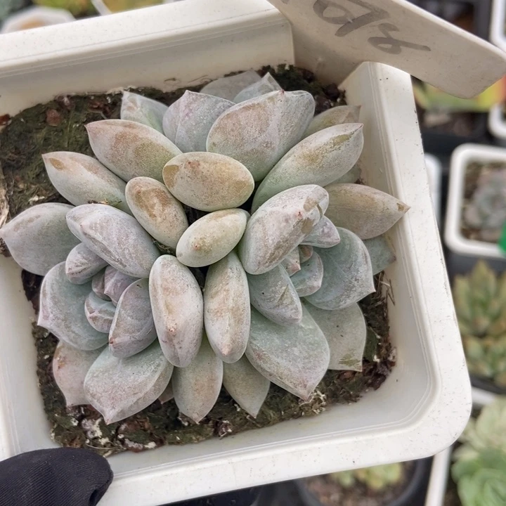 1078石榴籽多肉植物