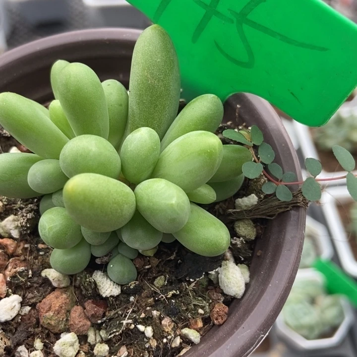 745芒果美人多肉植物