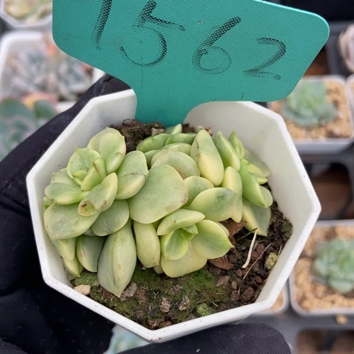 1562蜡牡丹锦多肉植物