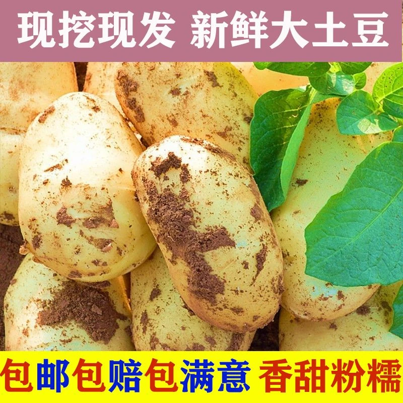 新鲜黄心土豆新鲜新土豆黄皮土豆批发洋芋马铃薯黄肉土豆批发