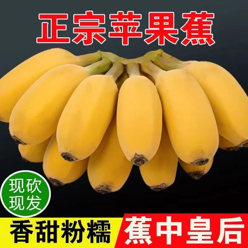 【放软再吃】正宗徐闻苹果蕉湛江红土新鲜香蕉当季水果现摘3斤起邮