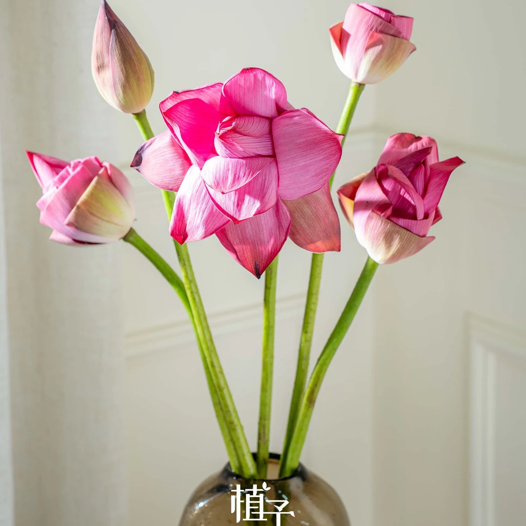 【植予花田】莲蓬 鲜切水养装饰花材