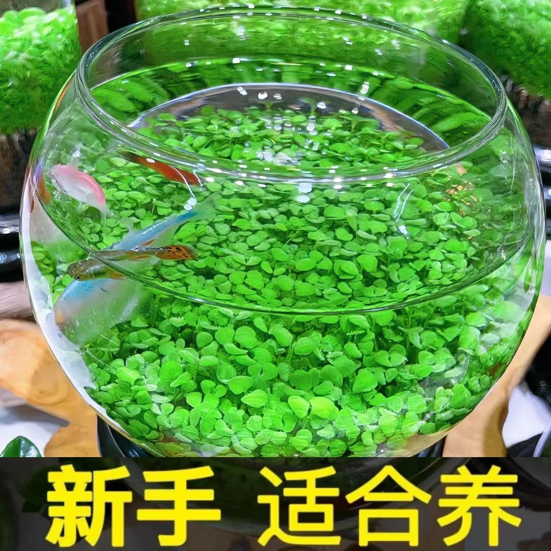创意生态鱼缸小型水培盆栽水草种子小金鱼微景观四季水生植物种植