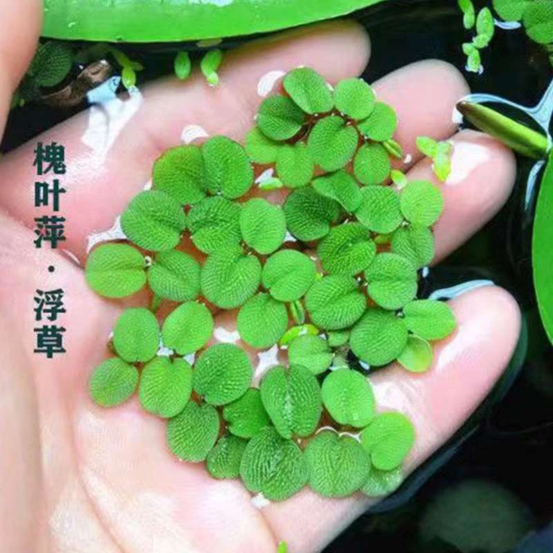 鱼缸净水槐叶萍浮萍水圆心萍净化水质水培绿植庭院办公室鱼虾龟