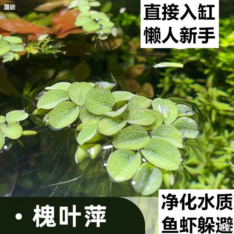 鱼缸净水槐叶萍浮萍水草圆心萍净化水质水培绿植庭院办公室鱼虾龟