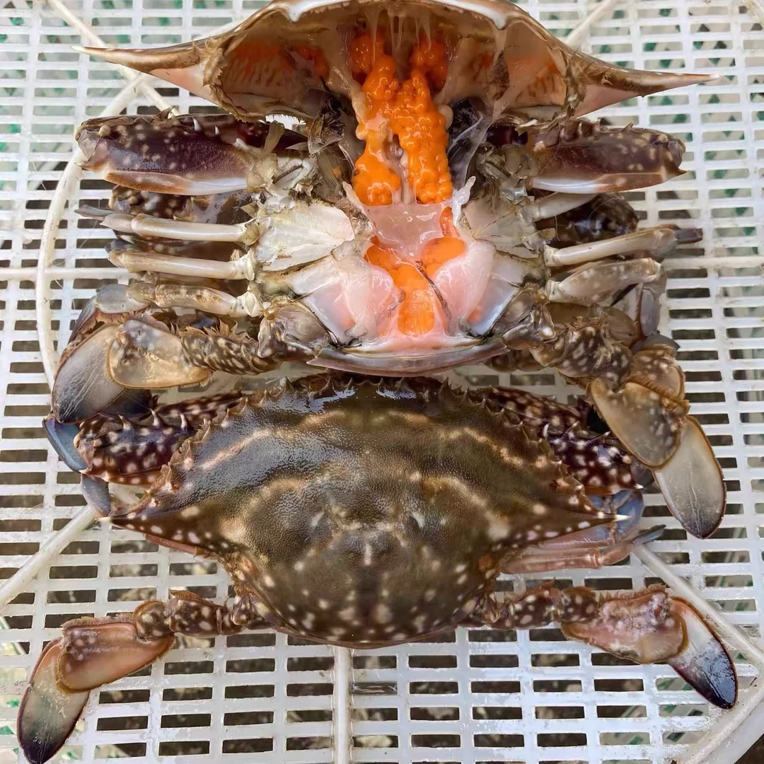 鲜活海产当天海捕带黄膏蟹母蟹3-5两/只 顺丰发货保鲜不包活