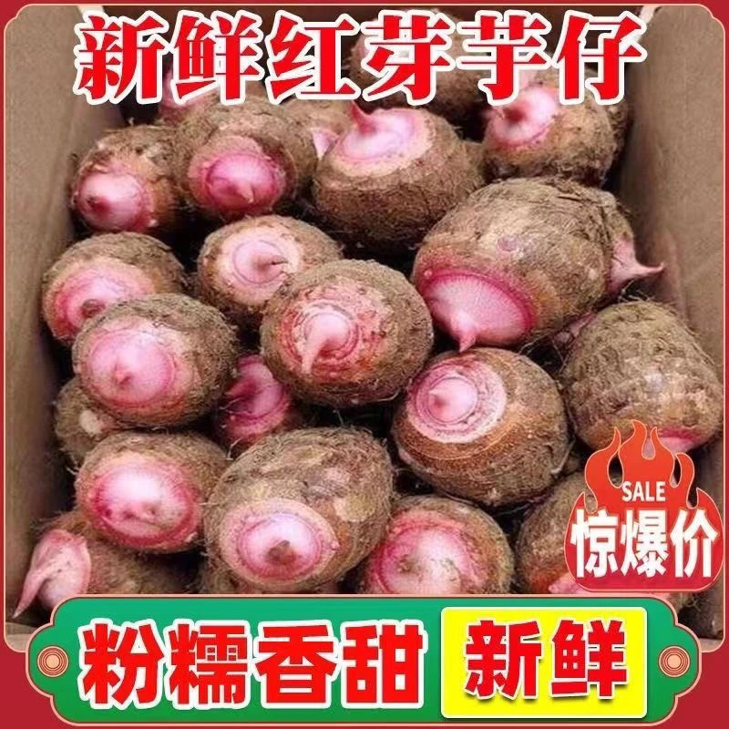 产地直发新鲜农家现挖红芽芋头香糯粉甜小毛芋红嘴芋艿小香芋批发