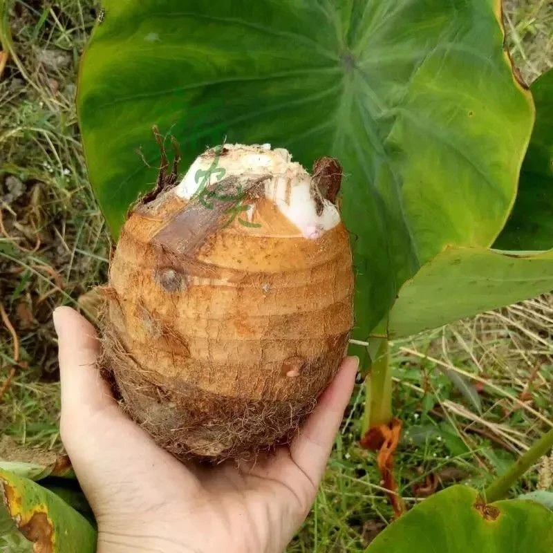 新鲜芋头母酸辣芋头丝脆口芋头母家乡味道老品种批发