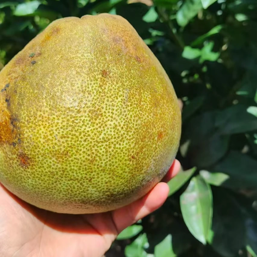顺丰包邮花皮果仙游特产红心文旦柚 酸酸甜甜口感好