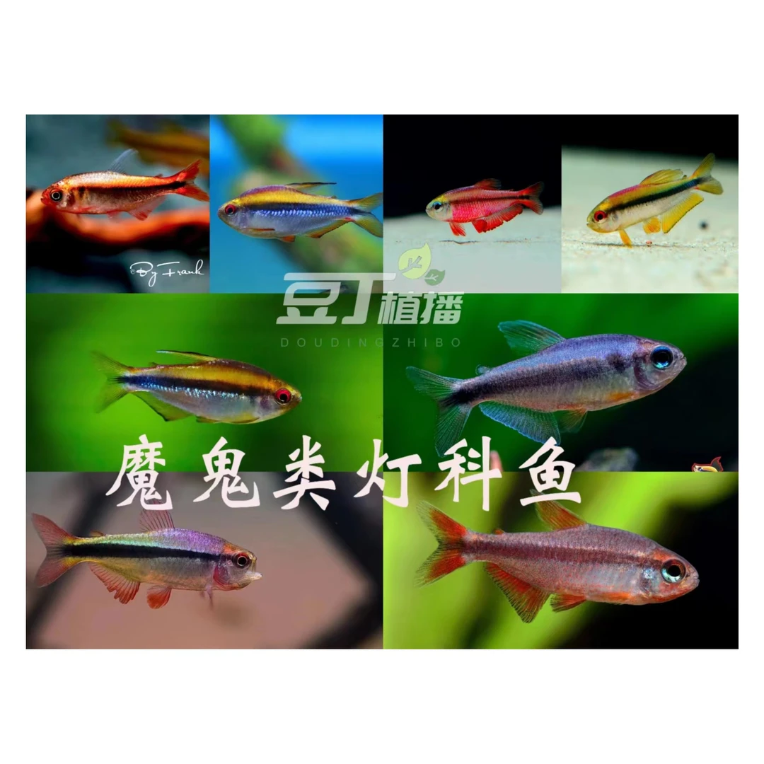618灯科鱼大促任选2单组合套餐