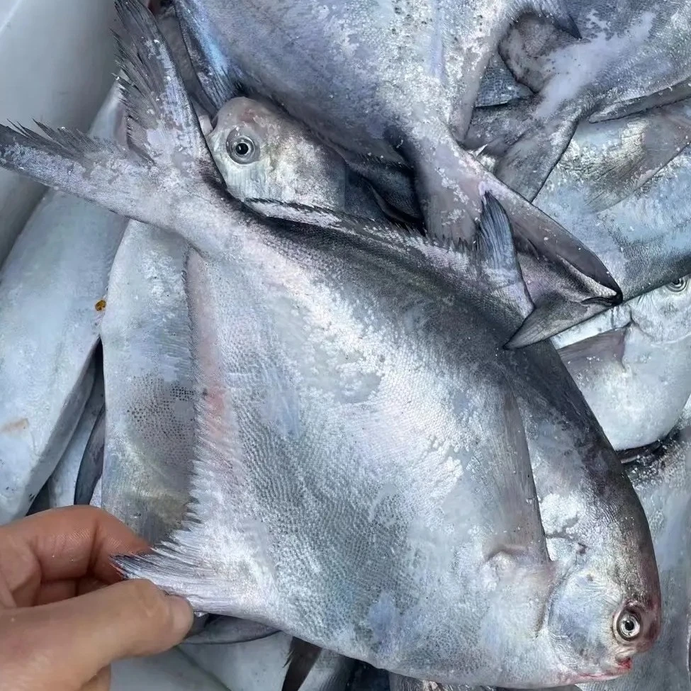 浙江宁波石浦港   东海鲳鱼     银鲳   特大鲳鱼