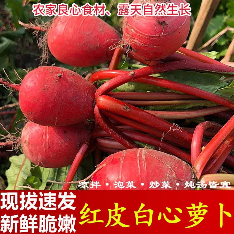 四川农家红皮白心萝卜新鲜现拔现发胭脂萝卜炮萝卜水萝卜