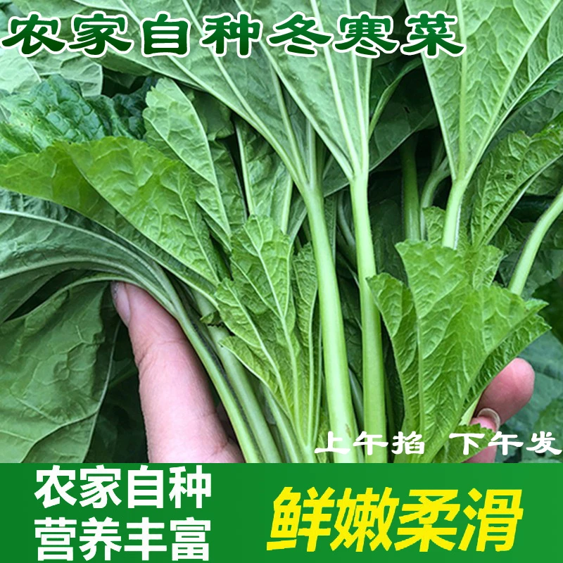 四川新鲜冬寒菜农家自种现摘现发东汉菜鲜嫩马蹄菜冬苋菜