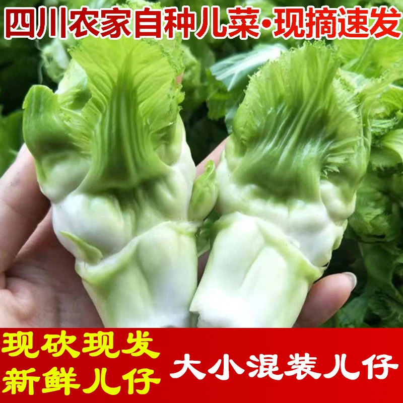四川特色蔬菜儿菜只发儿仔儿崽大小混装儿子抱儿菜背儿菜子母菜