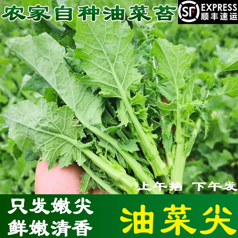 顺丰包邮！现摘现发新鲜油菜尖油菜苔嫩尖青油菜农家自种蔬菜