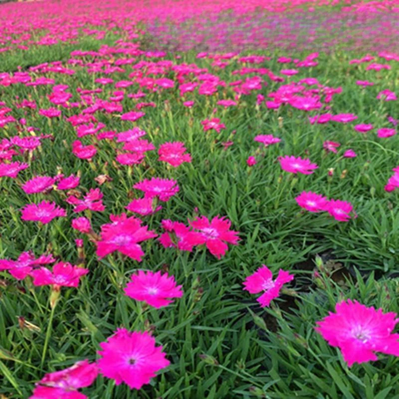 欧石竹花种初吻石竹种子草坪常夏石竹花籽石竹花盆栽