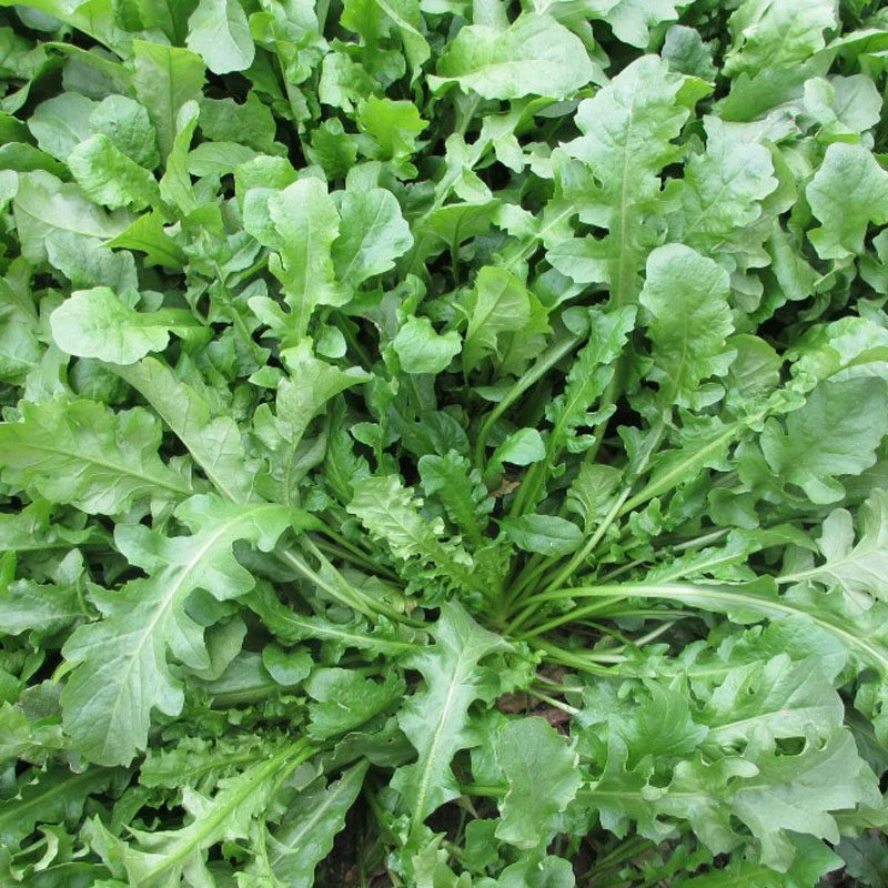 荠菜种子农家四季大叶野菜种籽食用盆栽荠荠菜种籽