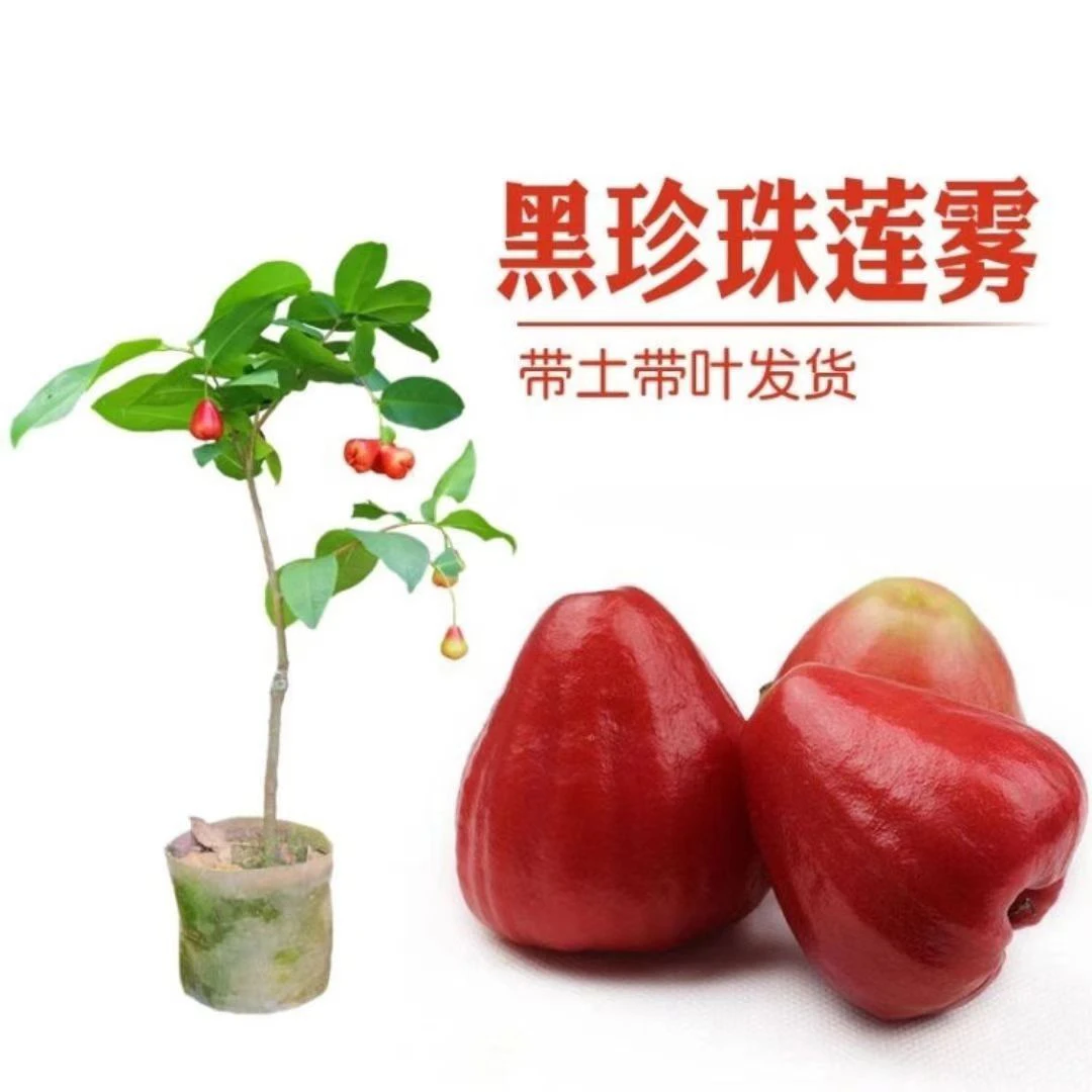 莲雾树苗夏季莲雾苗大果莲雾带叶带土发货果树种修剪种植结果农业