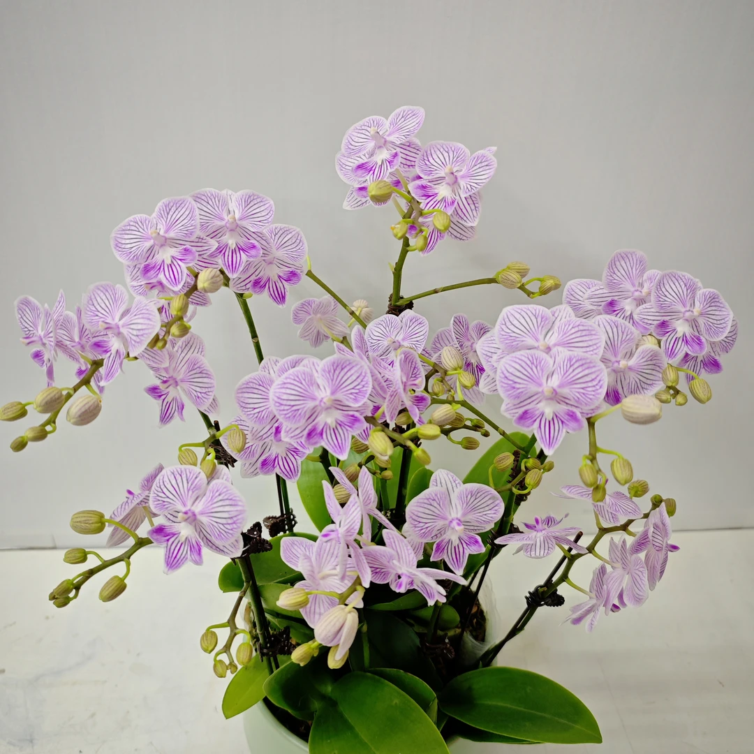 [樱花]单颗福利精品蝴蝶兰花卉四季好养活优质花