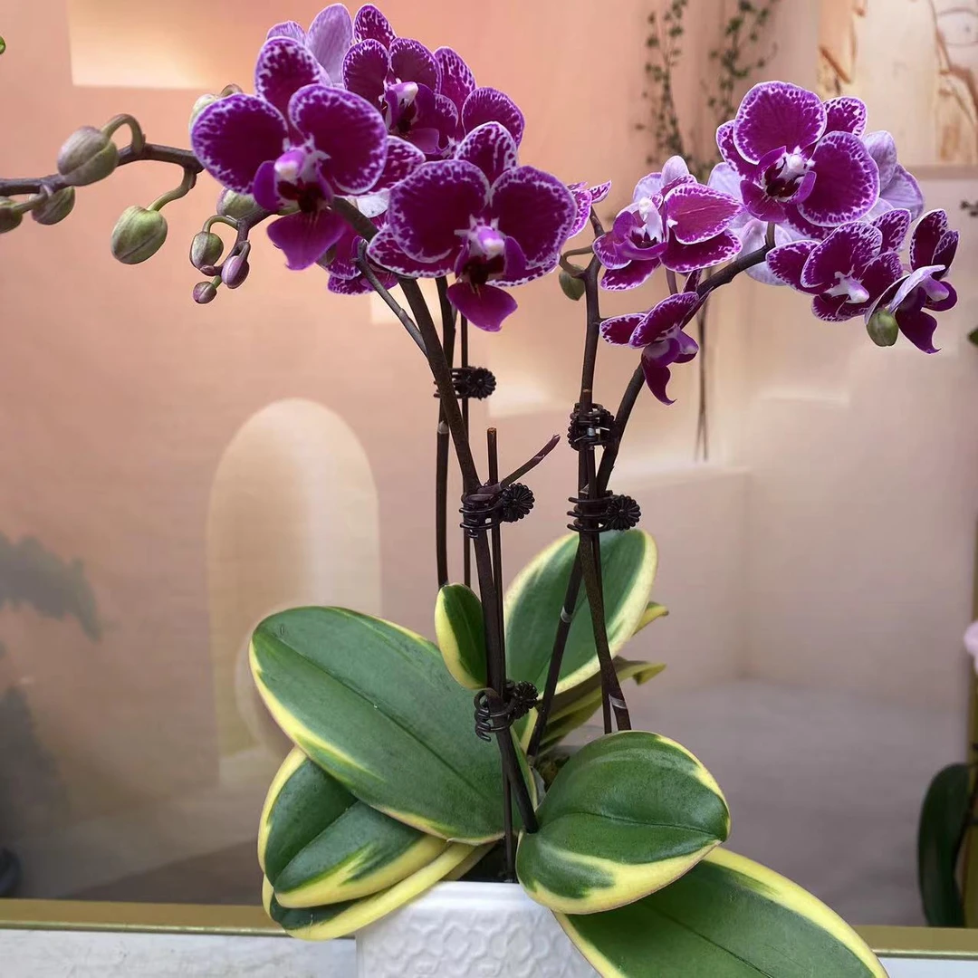 [金边蔓越莓]精品蝴蝶兰室内客厅办公室高端花卉四季好养活优质花