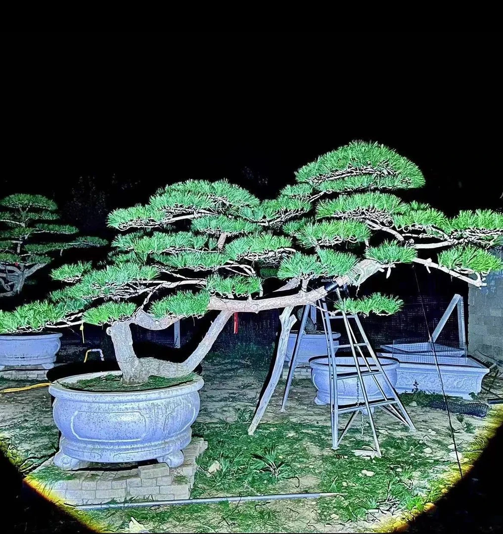 造型黑松油松赤松各种景观配套