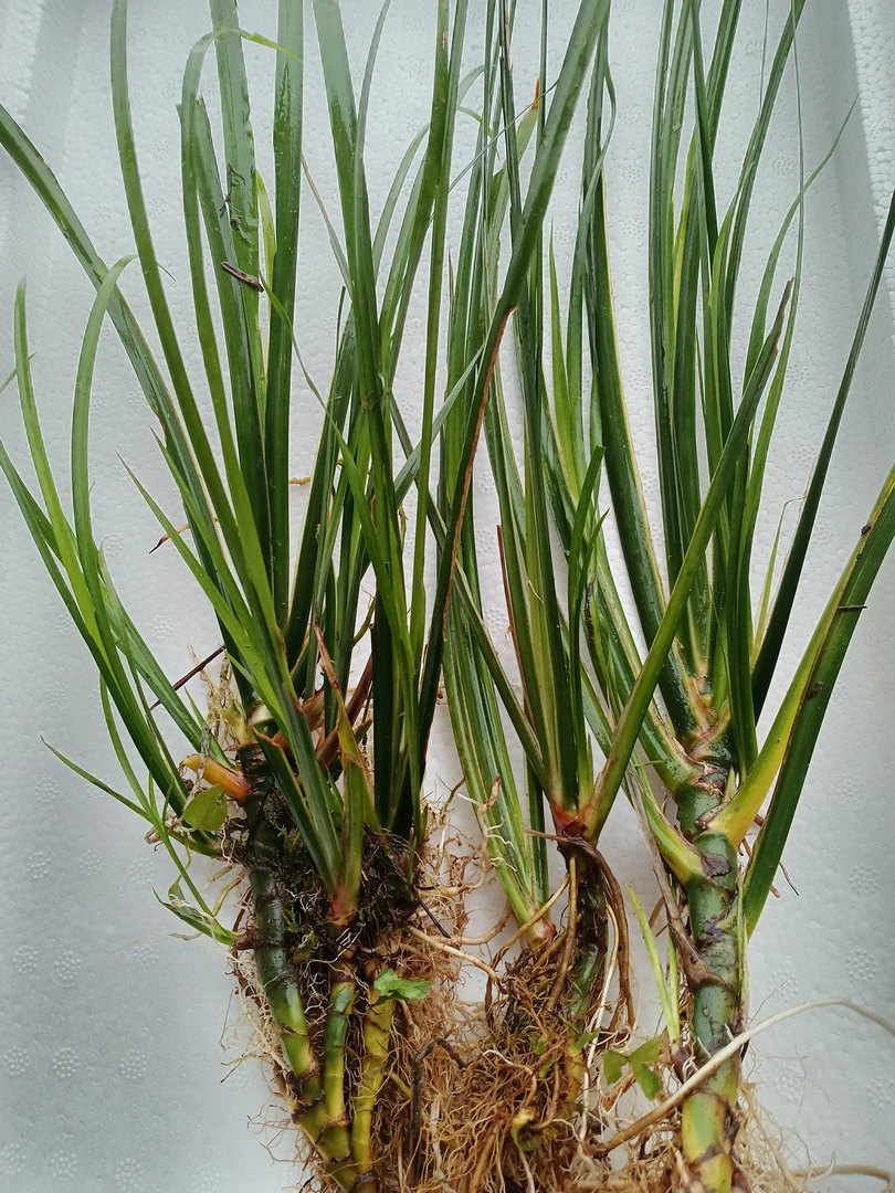 鱼缸造景绿植石菖蒲，养龟造景(10～30厘米高)三株系列