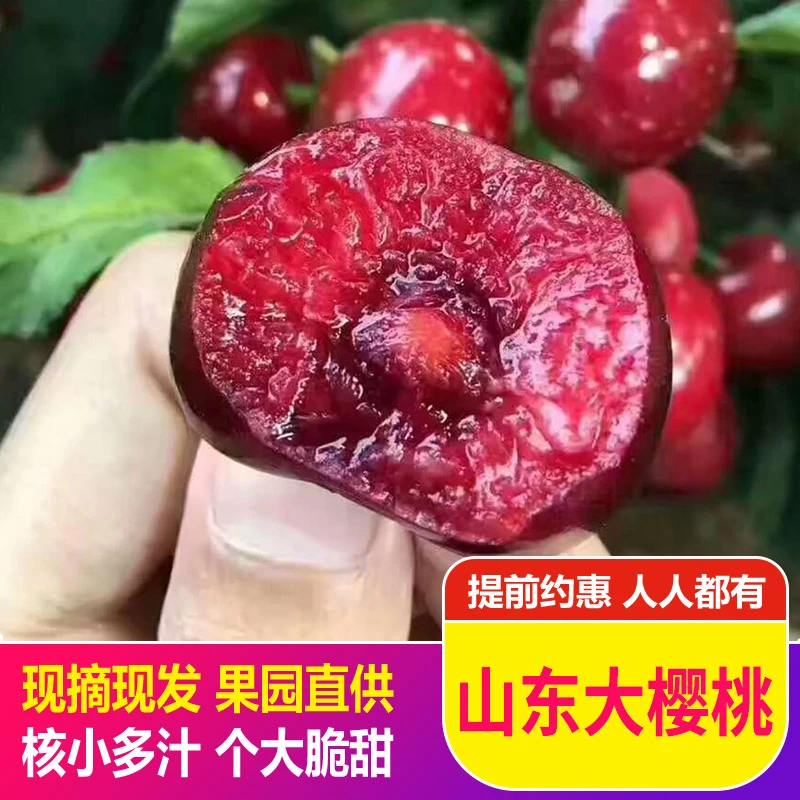 美早大樱桃国产车厘子新鲜水果酸甜多汁山东产地直发顺丰空运签收