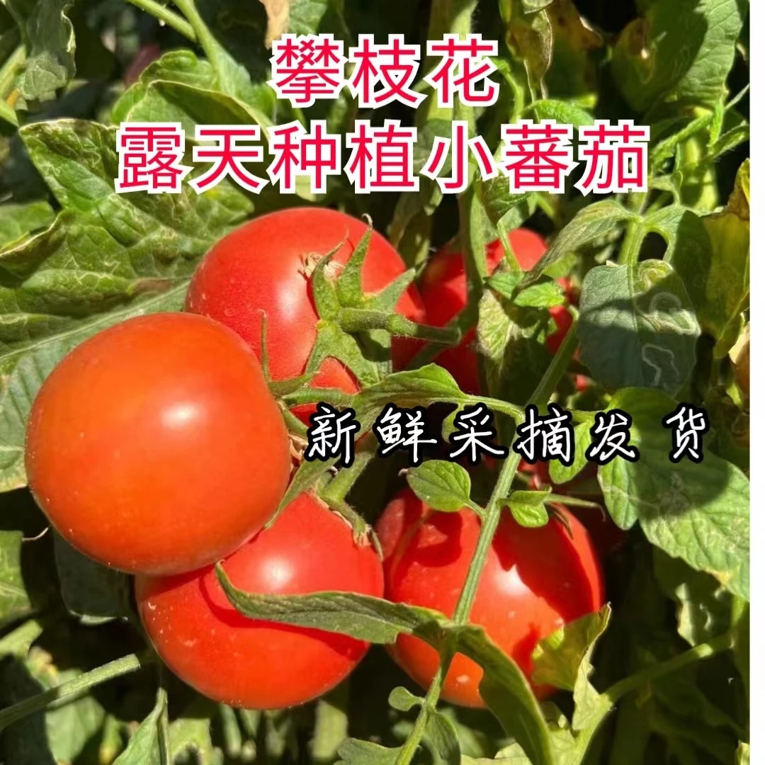 四川攀枝花露天种植千禧圣女果小番茄