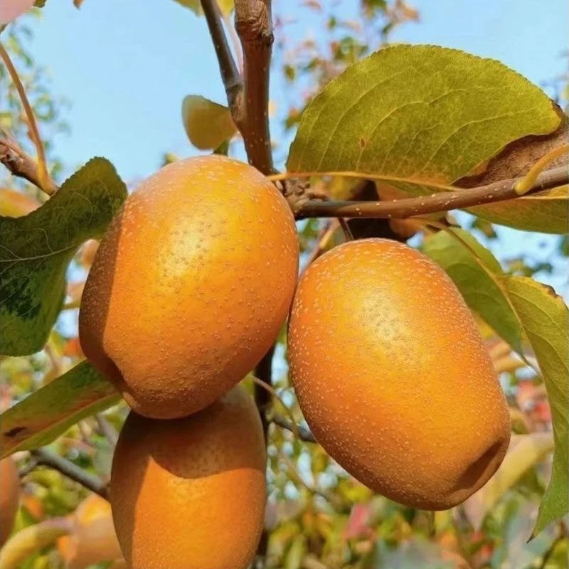 沙梨王金珠沙梨 小红梨 自家果园洛宁原产地直发 孕妇可食用