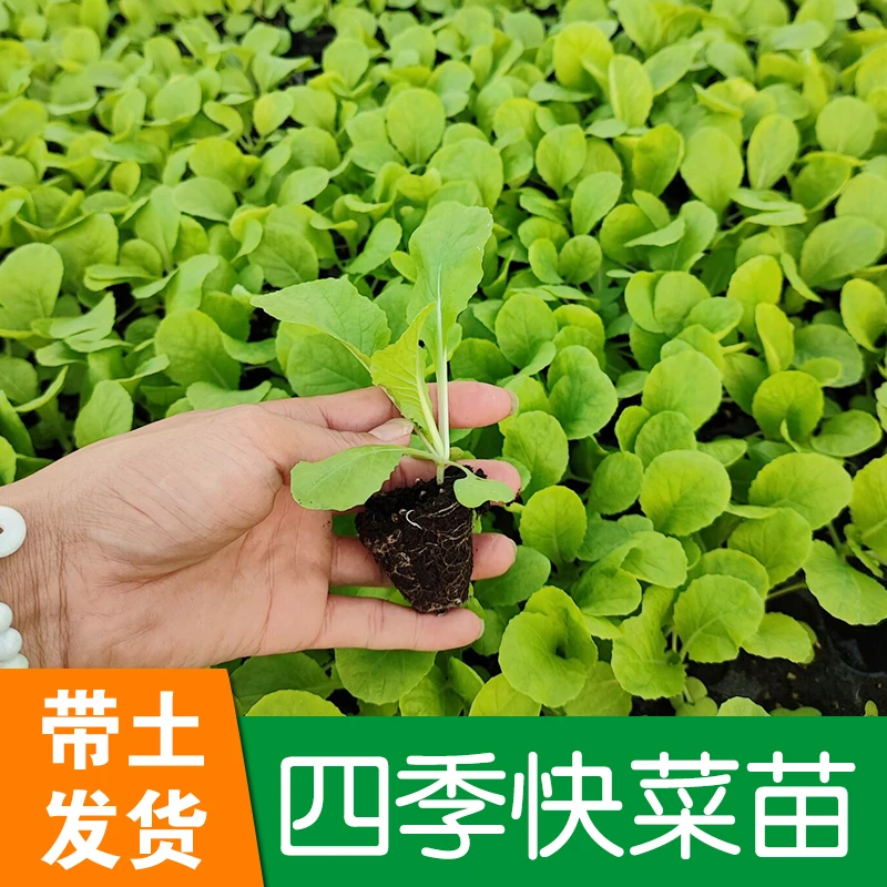 四季快菜种苗蔬菜种苗奶油小白菜阳台早熟青菜农家四季播冬季白菜