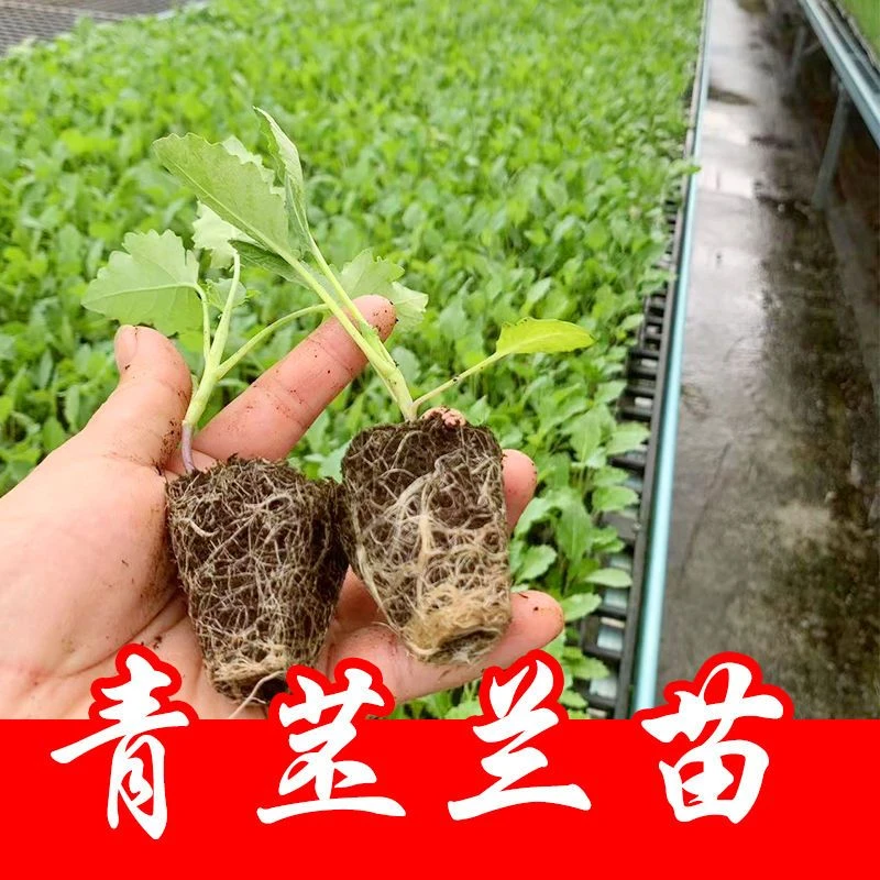 青苤兰苗秧苗青苤蓝春秋水果绿苤兰球茎甘蓝蔬菜苗秧苗花菜苗芥兰