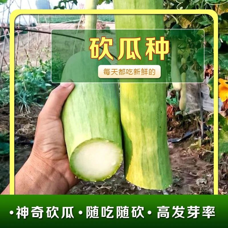 砍瓜种子  愈合快随砍随吃特大菜瓜蔬菜种籽四季播蔬菜