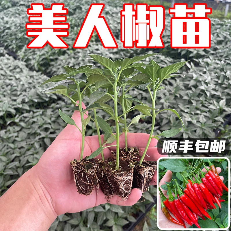 美人椒苗香辣红绿干鲜辣椒苗秧四季阳台庭院盆栽辣椒苗