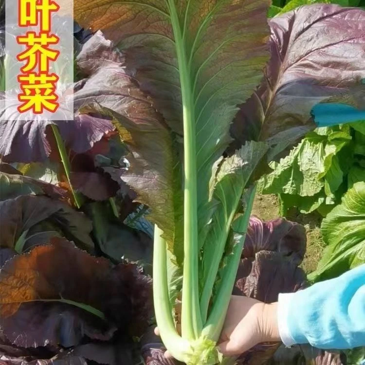 【顺风包邮 】 紫甜芥菜苗紫芥菜种子籽可腌制泡菜鲜食营养蔬菜-