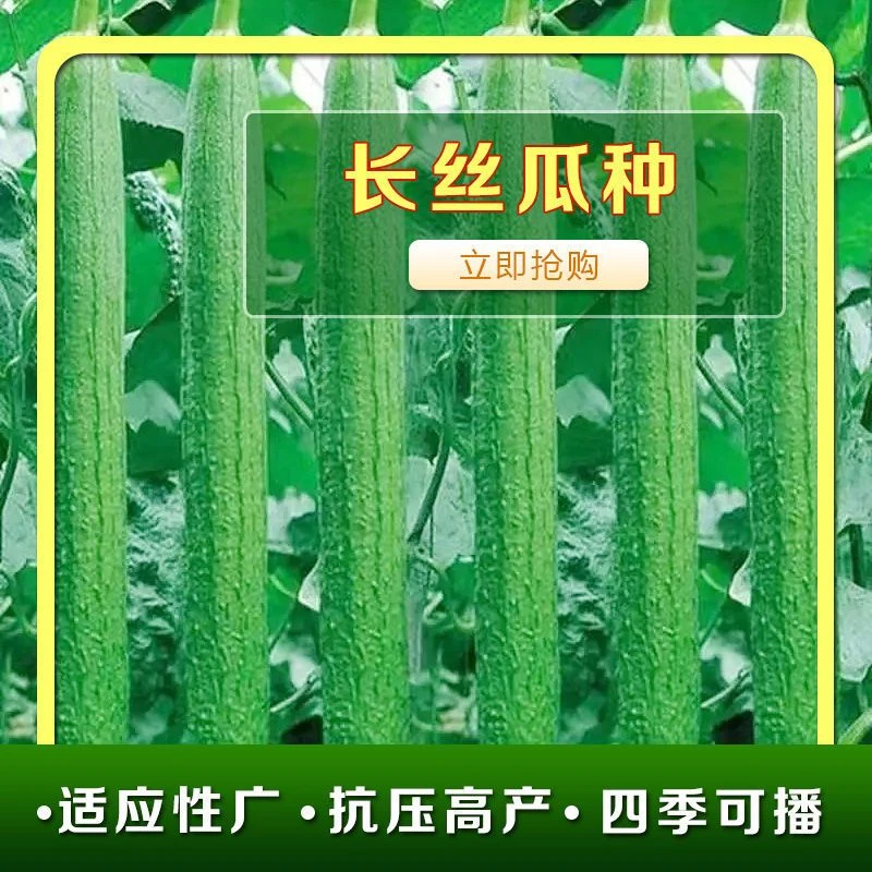 高产长丝瓜种子早熟长丝瓜籽四季播种易成活产量高庭院盆栽植物