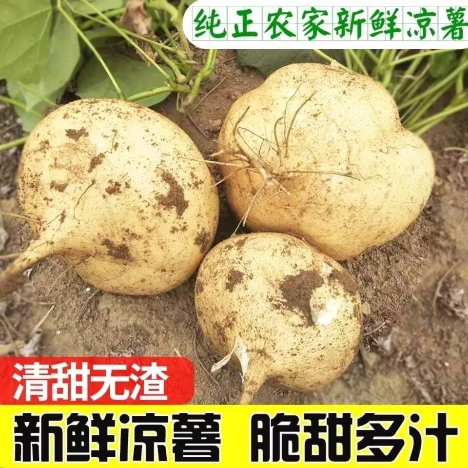 贵州正宗凉薯地萝卜生吃脆爽纯甜地瓜3斤/5斤